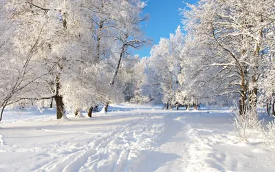 Nature Winter HD Wallpaper