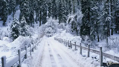 Картинки по запросу обои на рабочий стол зима | Paysage de neige, Scène  d'hiver, Paysage hiver