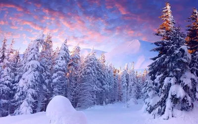 Nature Winter HD Wallpaper