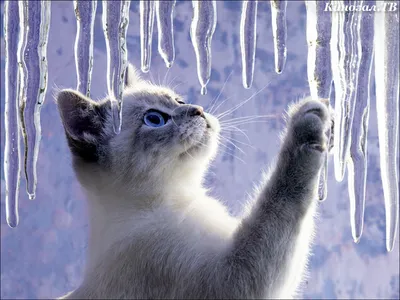 Обои Животные Коты, обои для рабочего стола, фотографии животные, коты, зима,  снег, кошка, кот Обои для рабочего стола, скачать обои картинки заставки на рабочий  стол.