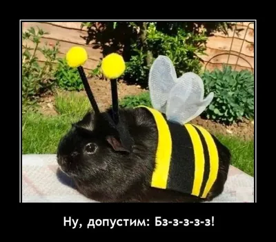 Обожулька: фотографии и картинки на разные тематики - pictx.ru