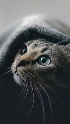 56+ 1080X1920 обои на телефон от olesa01