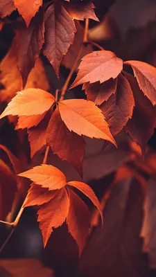 iPhone X Wallpapers: Photo | Fondos otoño, Fondo de pantalla para iphone 5,  Fondos de pantalla otoño