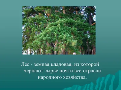 Берегите природу! » Осинники, официальный сайт города