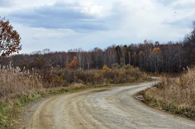 Купить Осенний холм, лесная дорога, цветок тыквы, настенная живопись на  холсте, постеры на скандинавскую тему и принты, современные картины для  декора гостиной | Joom