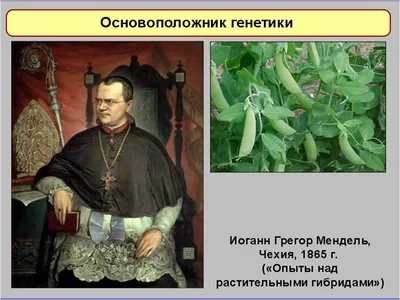 Презентация по биологии на тему \"Хромосомная теория наследственности.  Генетика пола.\" (9 класс)