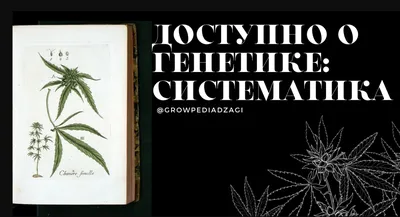 Теперь ты в теме. Генетика! - Bodybuilding Illustrated