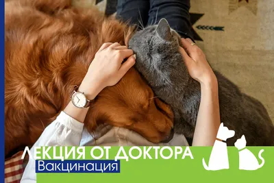 Защити себя и близких! Выбери здоровье! Вакцинируйтесь! - Управление  социальной защиты населения Администрации Белгородского района