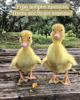 Не стоит трогать эту тему | Пикабу