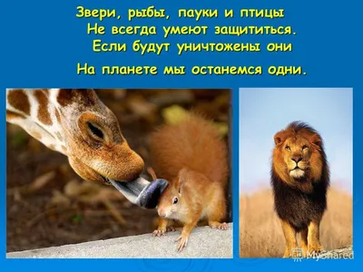 Презентация на тему: \" защита животных\"