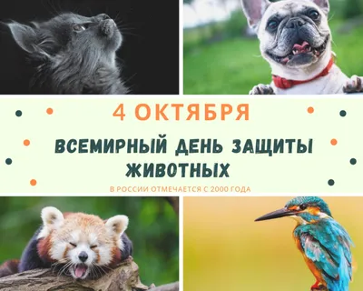 Презентация на тему: \"Всемирный день защиты животных или просто День  животных – международный день, призванный обратить внимание человечества на  проблемы всех обитателей планеты.\". Скачать бесплатно и без регистрации.