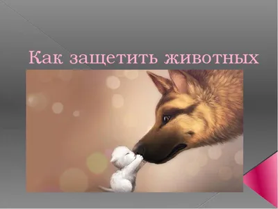 Защита животных презентация, доклад, проект
