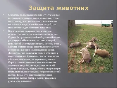 Фотоотчет «4 октября — Всемирный день защиты животных» в младшей группе (20  фото). Воспитателям детских садов, школьным учителям и педагогам - Маам.ру