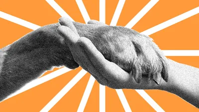 защита животных белый линейный значок для темной темы Иллюстрация вектора -  иллюстрации насчитывающей разветвляя, здоровье: 224972170