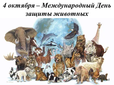 Социальный проект Защита животных - презентация, доклад, проект