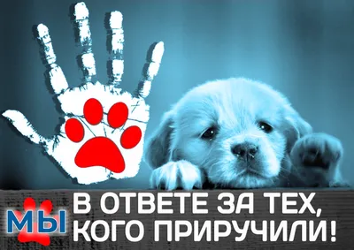 Презентация на тему: \"4 октября – Международный День защиты животных. С  незапамятных времён животные живут рядом с человеком в большом прекрасном  доме, имя которому – Земля.\". Скачать бесплатно и без регистрации.