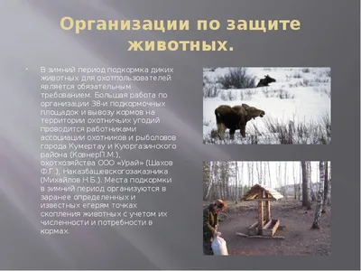 Пираньи И Золотая Рыбка Клипарт На Морскую Тему Защита Животных — стоковая  векторная графика и другие изображения на тему Без людей - iStock