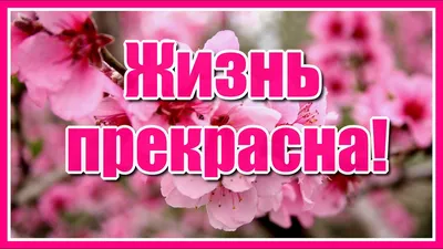 Картинки с надписью - Улыбнись! Жизнь прекрасна).