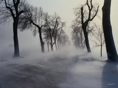 Зима в лесу Раскраска зима пришла