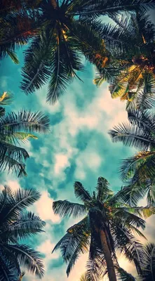 WhatsApp wallpapers missing