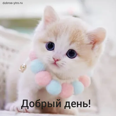 Открытка с добрым утром с пионами — Slide-Life.ru