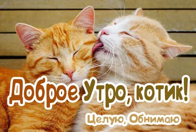 Добрый день Зверюшки – С Добрым Утром!