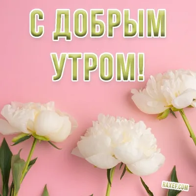 💗 Красивая картинка на вацап (whatsApp) мужчине, коллеге с надписью доброе  утро! скачать бесплатно | мужчине | открытка, картинка 123ot