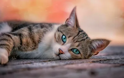 Обои коты - 72 фото