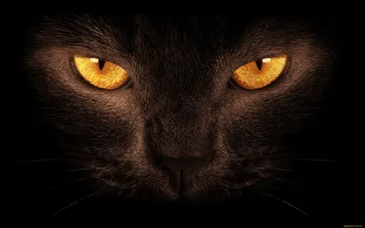 Обои Животные Коты, обои для рабочего стола, фотографии животные, коты,  тёмный, фон, глаза, черный, кот Обои для рабочего стола, скачать обои  картинки заставки на рабочий стол.