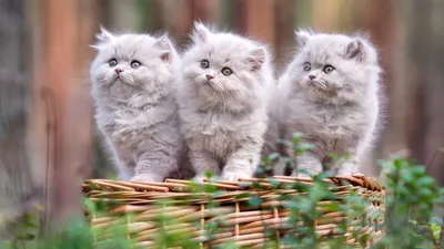 Обои Животные Коты, обои для рабочего стола, фотографии животные, коты, кот,  кошка Обои для рабочего стола, скачать обои картинки заставки на рабочий  стол.