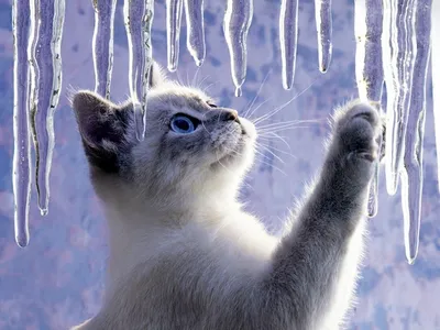 Скачать обои \"Кошки (Коты Котики)\" на телефон в высоком качестве,  вертикальные картинки \"Кошки (Коты Котики)\" бесплатно