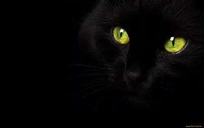 Обои Животные Коты, обои для рабочего стола, фотографии животные, коты,  чёрный, кошка, кот, глаза Обои для рабочего стола, скачать обои картинки  заставки на рабочий стол.