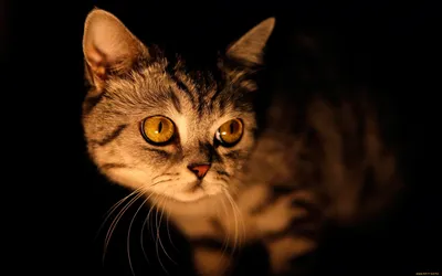 Обои Животные Коты, обои для рабочего стола, фотографии животные, коты,  кошка, кот Обои для рабочего стола, скачать обои картинки заставки на  рабочий стол.