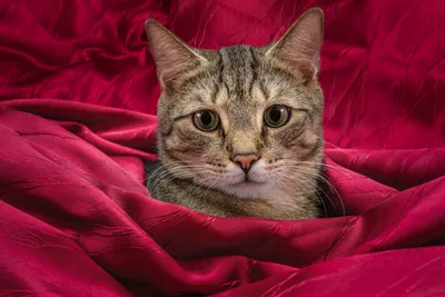 Обои Животные Коты, обои для рабочего стола, фотографии животные, коты, кот,  кошка Обои для рабочего стола, скачать обои картинки заставки на рабочий  стол.