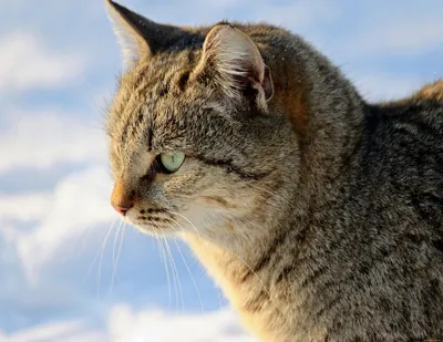 Обои Животные Коты, обои для рабочего стола, фотографии животные, коты,  кошка, кот Обои для рабочего стола, скачать обои картинки заставки на  рабочий стол.