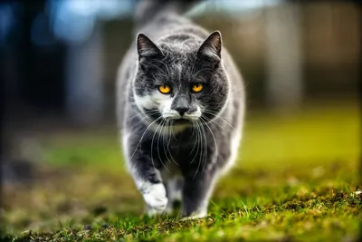 Обои Животные Коты, обои для рабочего стола, фотографии животные, коты,  кошка, кот Обои для рабочего стола, скачать обои картинки заставки на  рабочий стол.
