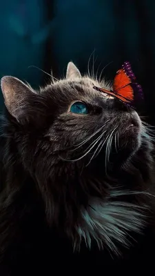 Обои \"Кошки (Коты Котики)\" на рабочий стол, скачать бесплатно лучшие  картинки Кошки (Коты Котики) на заставку ПК (компьютера) | mob.org