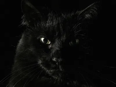 Обои Животные Коты, обои для рабочего стола, фотографии животные, коты,  нос, макро, глаза, кошка, кот Обои для рабочего стола, скачать обои  картинки заставки на рабочий стол.
