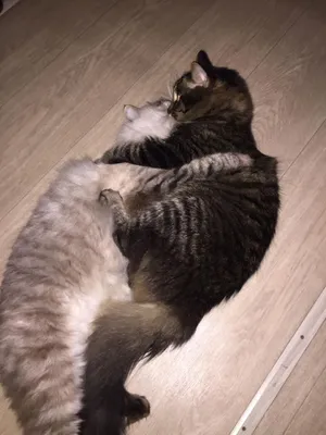 Морда чёрного кота во весь экран, фоновые рисунки на рабочий стол.