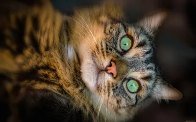 Скачать обои \"Кошки (Коты Котики)\" на телефон в высоком качестве,  вертикальные картинки \"Кошки (Коты Котики)\" бесплатно