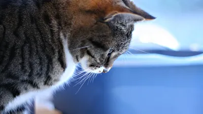 Обои Животные Коты, обои для рабочего стола, фотографии животные, коты, кот,  серый, улица Обои для рабочего стола, скачать обои картинки заставки на  рабочий стол.