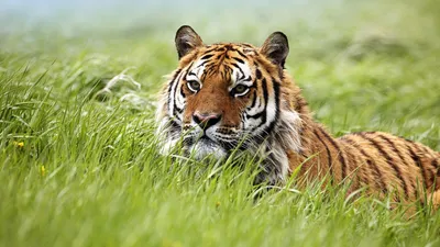 Picture tiger Cubs 2 Winter Animals