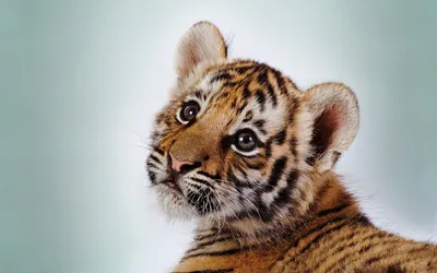 Картинка Tiger для телефона и на рабочий стол 1080x1920