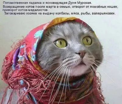 С 8 марта: смешные картинки с цитатами Челентано с юмором – Люкс ФМ