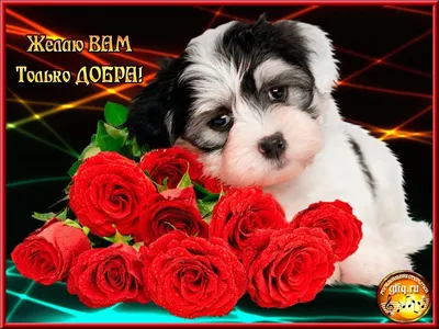 Поздравляем с 8 марта! » Новости » Акнет