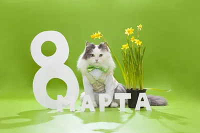 Афина Пет - Символом 8 марта 🌷 должна стать кошка! 😏 Кошки 🐈 независимы,  самодостаточны, уверены в себе, любят себя такими, какие есть, и всегда  добиваются своего. Даже если цель - пролежать