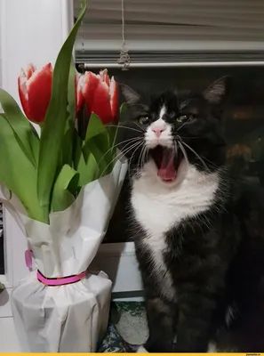 Клуб любителей кошек \"BEST\"