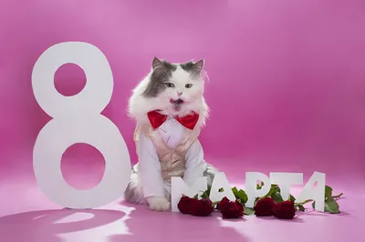 Доска разделочная большая «8 марта. Кошка», 19,5x27,5 см - купить в Москве,  цены на Мегамаркет