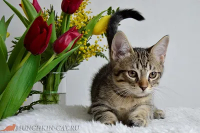 Picture Cats March 8 Russian rose Wine color Flowers animal Holidays