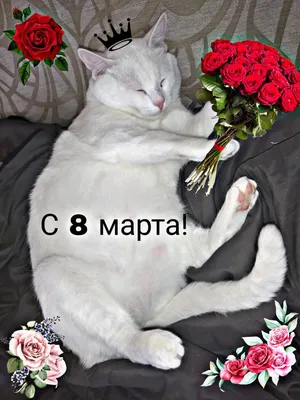 Ветеринрная клиника Шерхан - Котенок Сёма и ветеринарная клиника «Шерхан»  поздравляет всех милых дам с Международным женским днём💐Будьте счастливы,  наши дорогие дамы🎉🎉🎉 #шерханвет #8марта #кот #кошка #котенок #собака  #щенок #sherhanvet #vet #kitten #